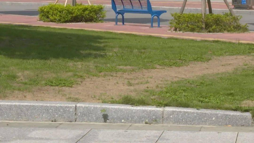 体育中心草坪被踩秃公共环境需大家共同爱护