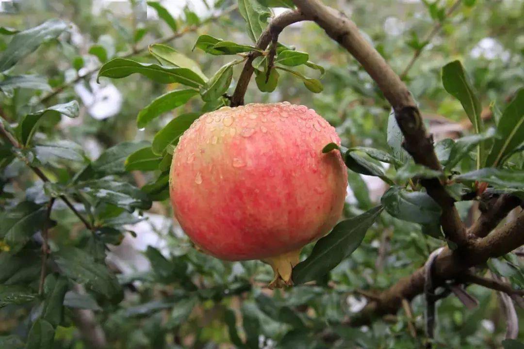 西昌大德软籽石榴新鲜上市每斤3元至10元不等