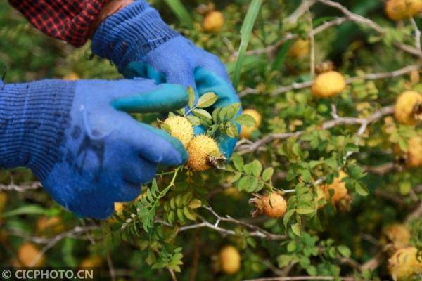 贵州黔西刺梨种植助农增收