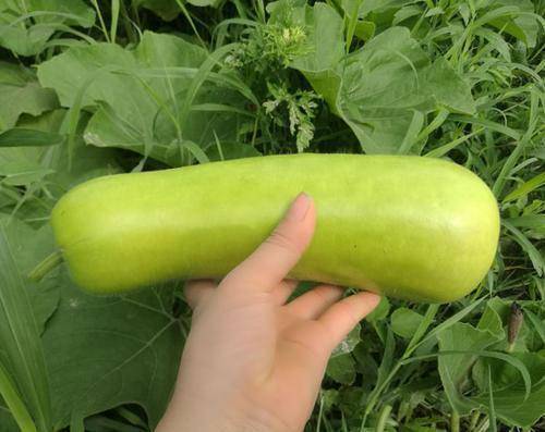 农民种瓠瓜,避免出现化瓜不结瓜,建议做好这3点,瓠瓜能结满架