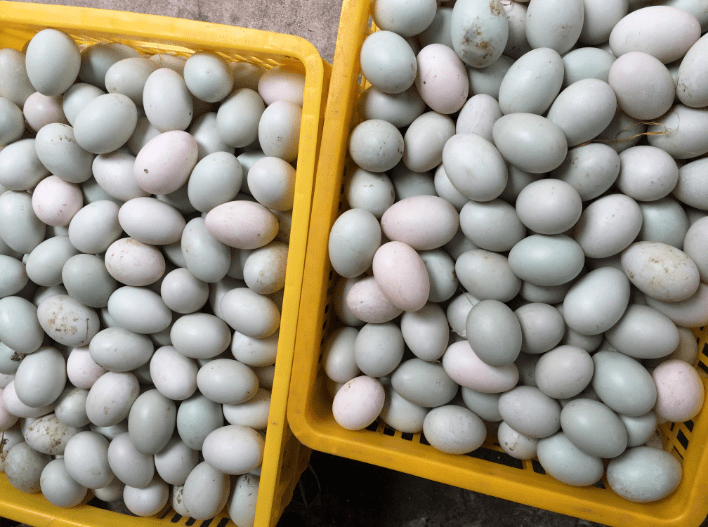 【周三宠粉预告】 长榄亿融新鲜海鸭蛋