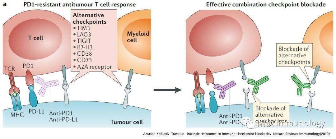 肿瘤耐药生物学基础