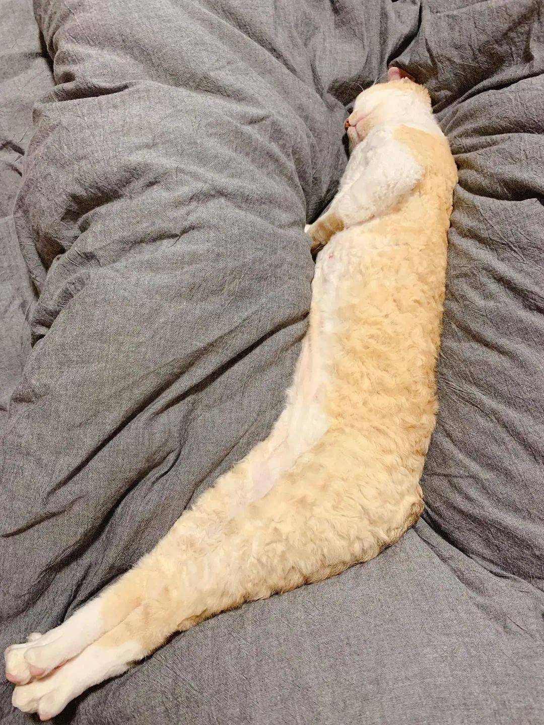 08液体长条猫?02球酱前来觐见猜猜哪边是头@另尋沧海丶