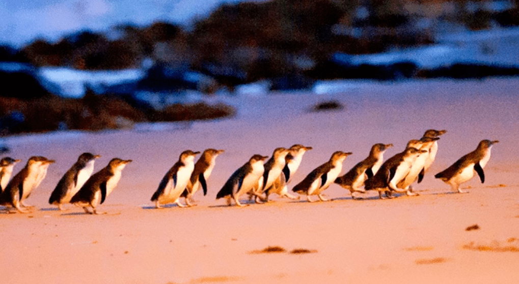 澳洲最著名的小企鹅归巢大游行在家就能看每晚实时直播萌翻了
