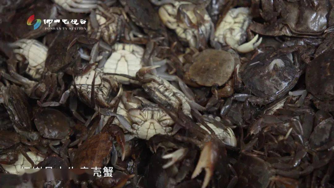 渔船上纯天然的鲜味，感受虾蝲膏那份大海狂野的风味-搜狐大视野-搜狐新闻