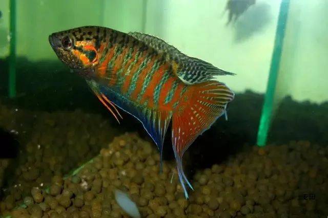 回忆小时候这种美人鱼好看又耐命可惜现在越来越少了