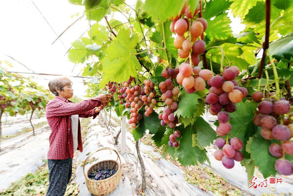 浙江仙居:葡萄飘香助农增收_种植