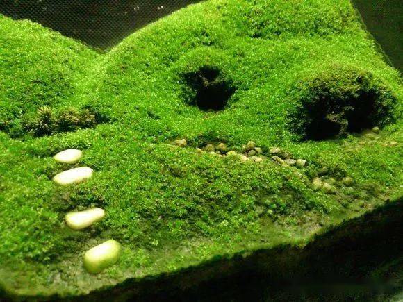全球顶尖苔藓缸造景作品