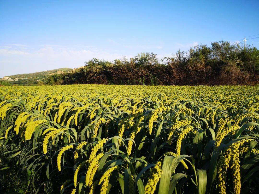 寇店镇朱窑村谷子长势喜人丰收在望