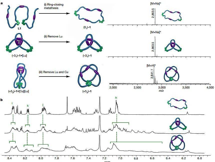 华东师大Leigh教授团队Nature：一条分子链，打出多种结_张亮