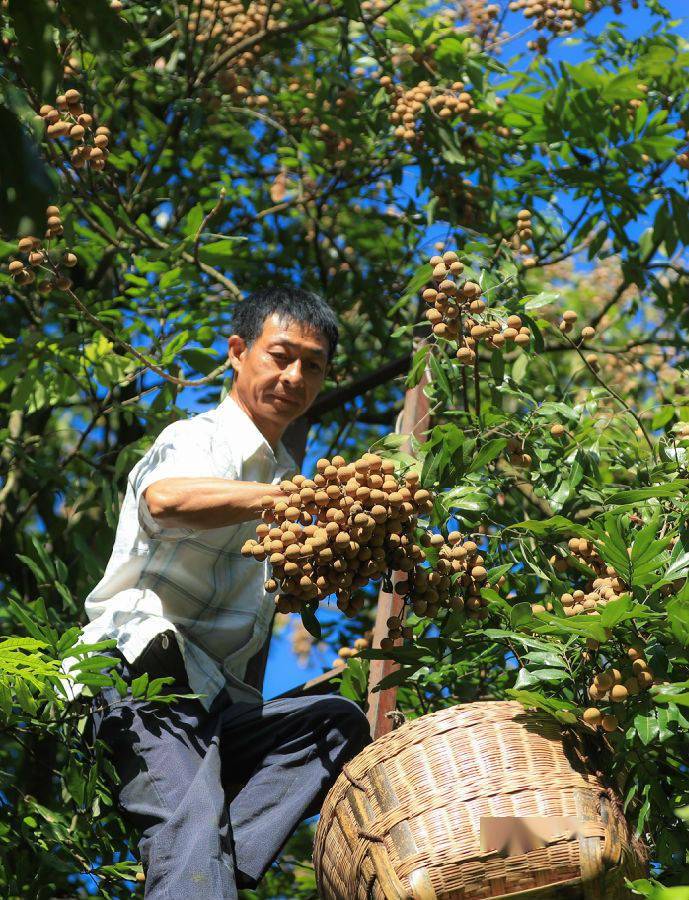 江阳区桂圆种植面积6万余亩,今年预计产量2.5万吨,产值达1.