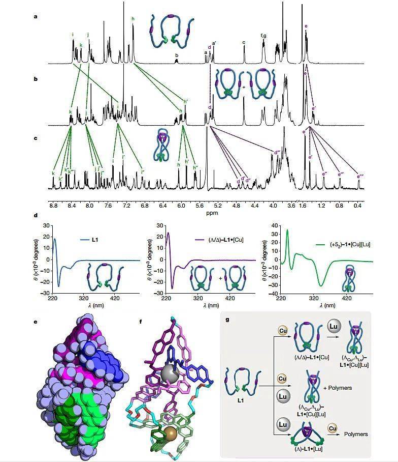 华东师大Leigh教授团队Nature:一条分子链,打出多种结_张亮