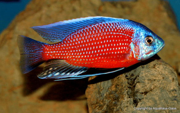 收集癖的福利马鲷超级大混养参考案例内附详尽名单