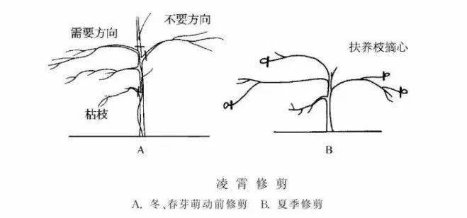 类型及生长状况及时牵引;棚架式:不耐寒种类需每年下架,剪除病弱老枝