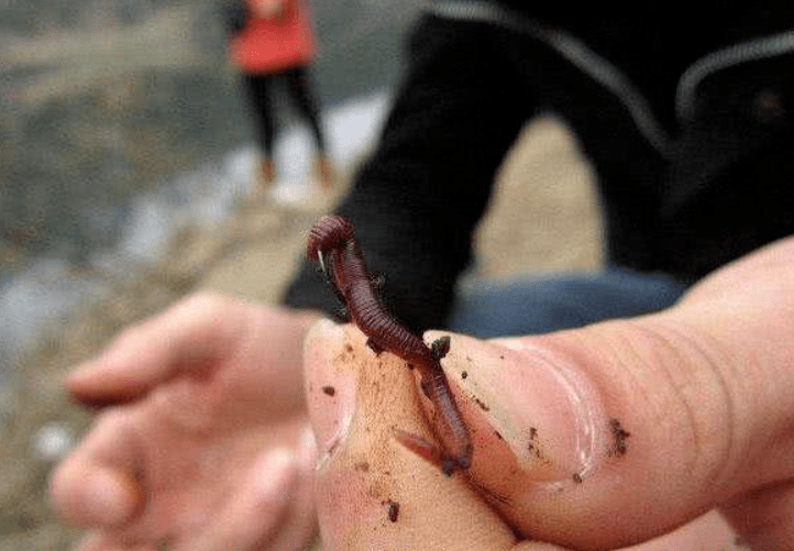 万能的蚯蚓饵,你真的用对了吗?