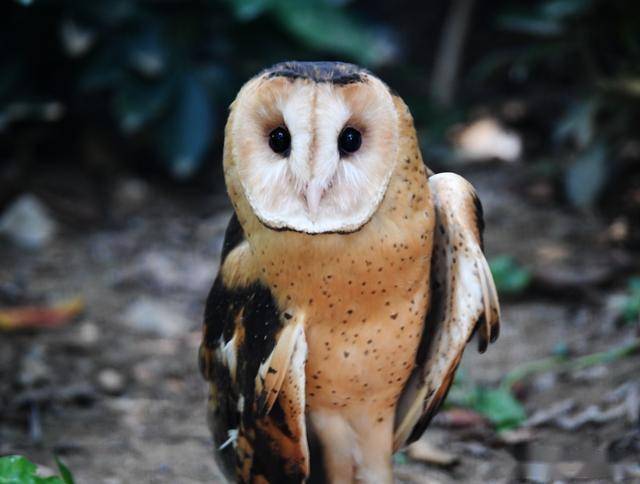 草鸮又称猴面鹰