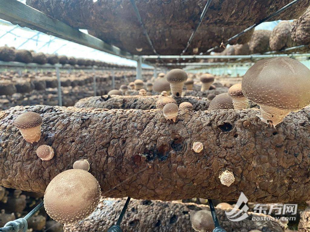 何先权采摘的香菇送去几分钟车程外的采购点,一天之后,他的香菇就能