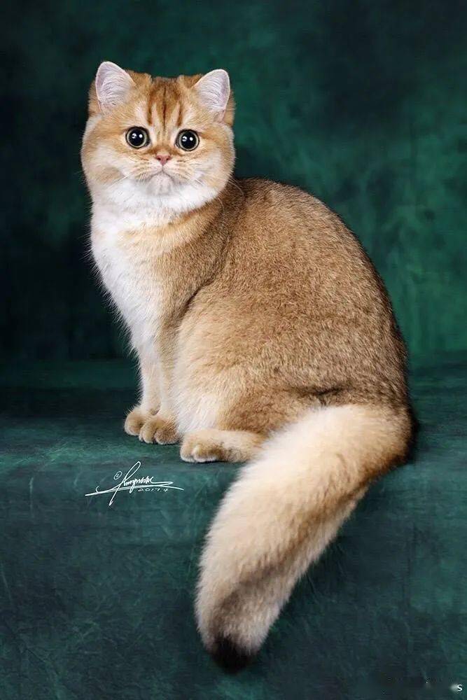 喵~名猫展示铲屎官们,来啊~德文猫,缅因猫等世界名猫阿比西尼亚猫