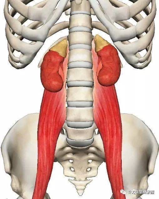 腰大肌功能解剖