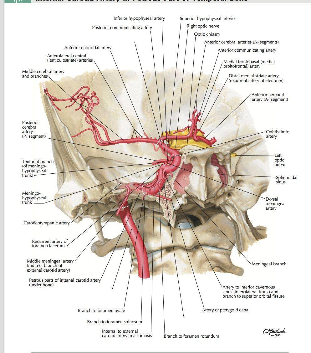 【推荐】颈内动脉走形图谱(2:岩段和破裂孔段_骨膜