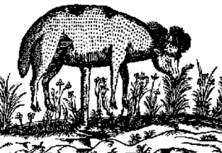 植物羊,传说中一种外观上像植物的羊类动物,流行于中古世纪的神话传说