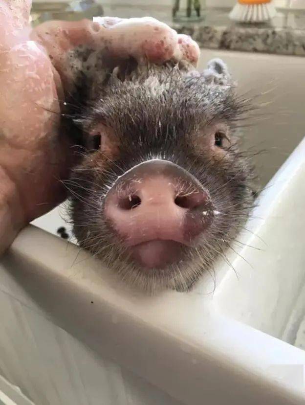 快乐的小猪仔咋就这么可爱