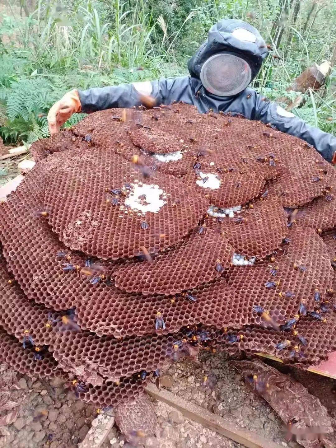 盐津山里有很多野蜂,常见的葫芦蜂,黄腰蜂,大土蜂,七里蜂几个蜂种最多