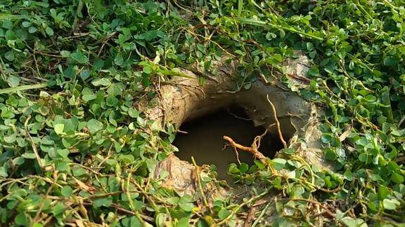 往这洞里面倒点可乐居然跑出来鳝鱼这是什么情况