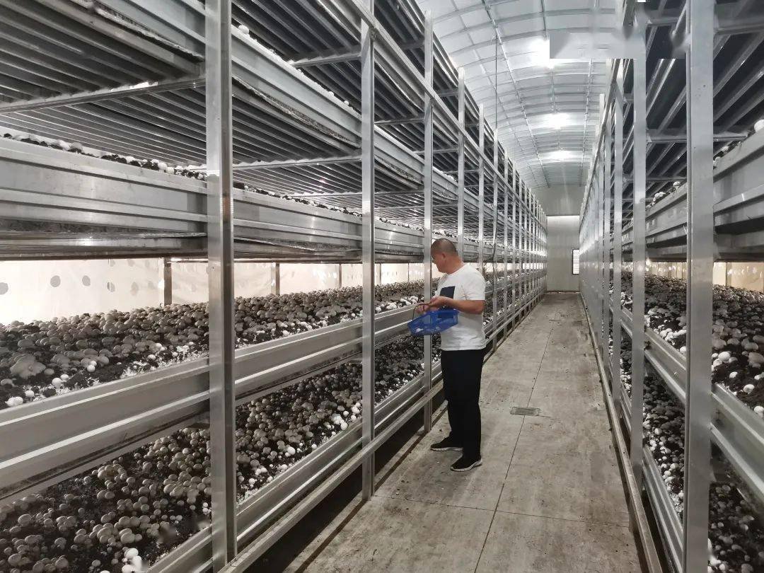 蘑菇也改善了住房廊下老菇农亲历食用菌变形记