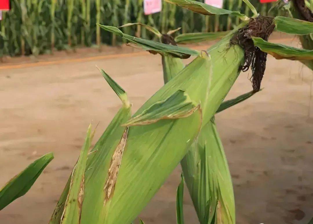 玉米果穗上的小箭叶飞机叶来源