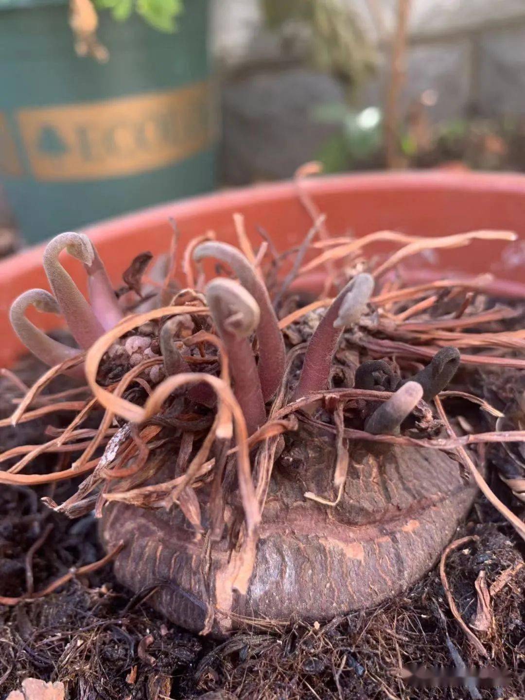 仙客来夏季高温时期深度休眠,叶片几乎完全干枯,需要安置于凉爽通风处