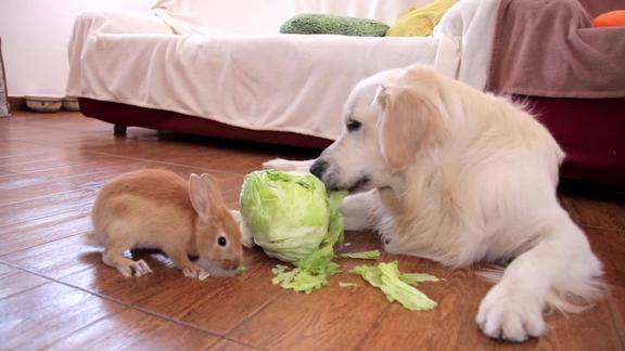 金毛和兔子一起吃白菜金毛嘴大吃的太快兔子干着急