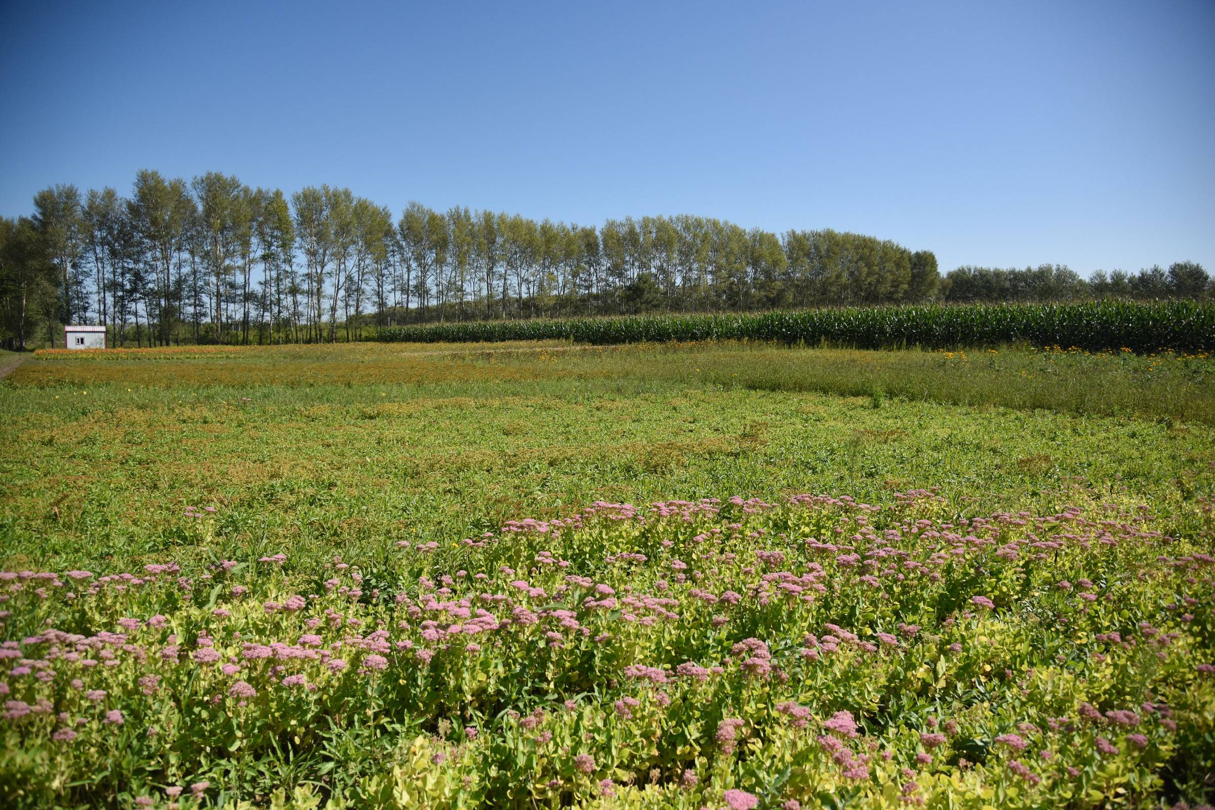 黑龙江省林甸县鹤鸣湖镇东升村东升百万宿根花卉基地景色(8月20日摄).