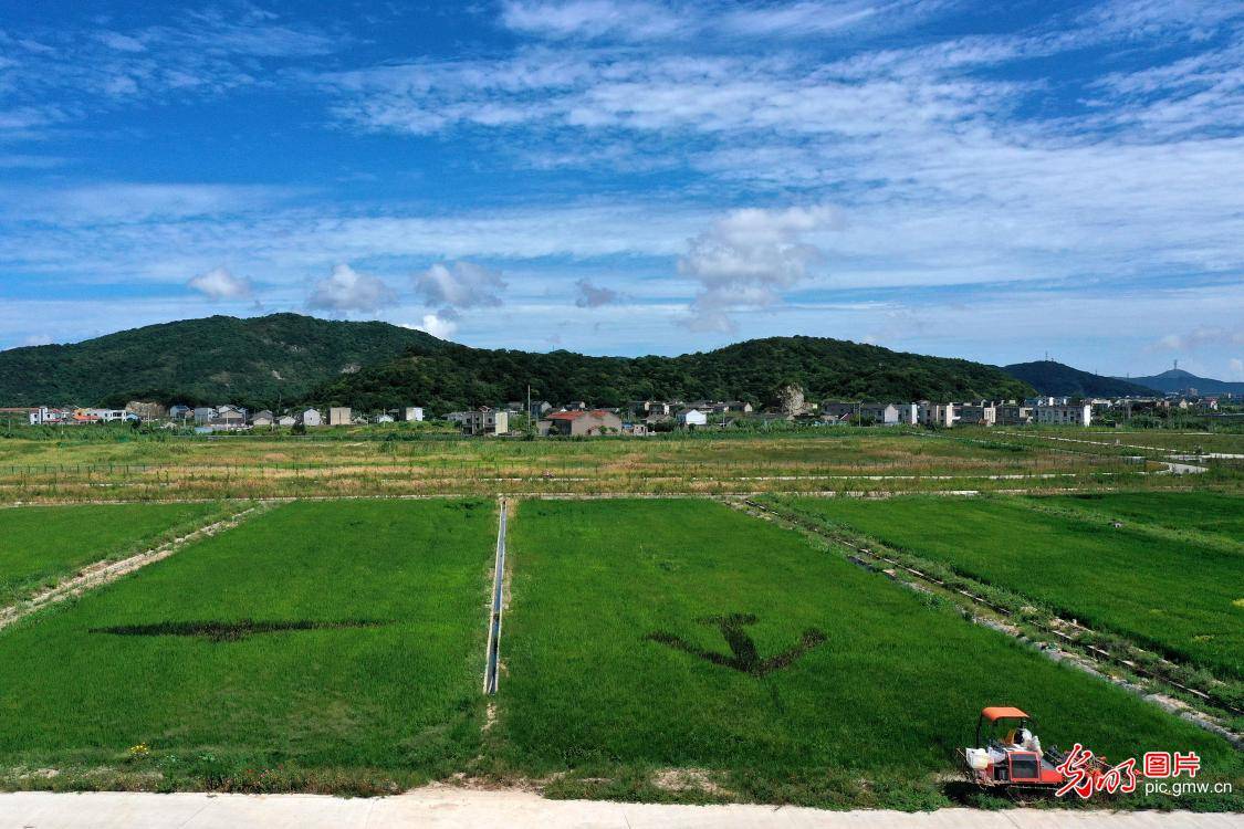 2020年8月30日,浙江省舟山市岱山县火箭盐场海水稻试种基地,迎风招展