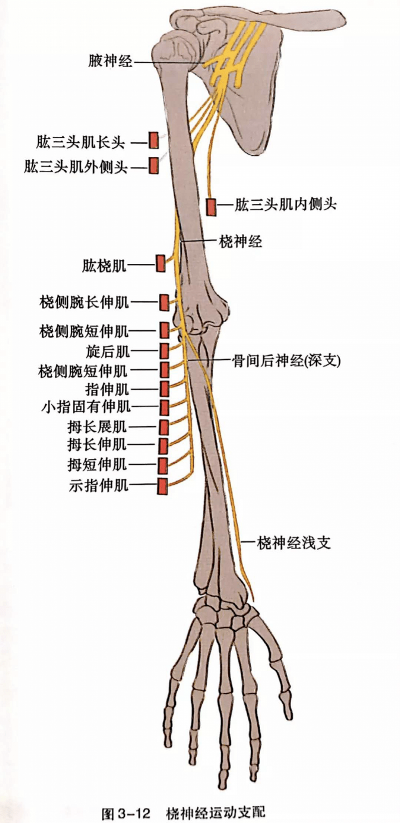 桡神经走行示意图图片