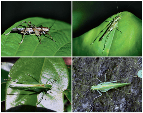 雌性蛩螽一般将卵产于低矮灌木的树枝中,产卵瓣背瓣
