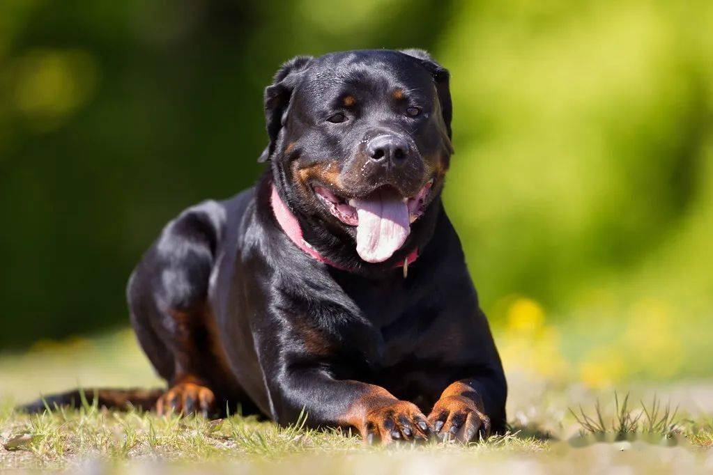 為什麼寵主都不太敢養羅威納犬這幾點很多人都怕