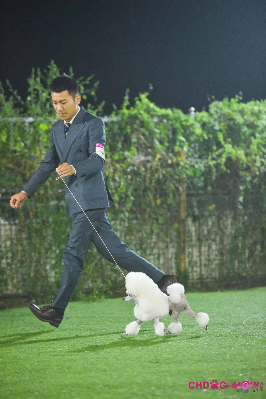 光号4,柴犬指导手:穆洪马犬主:穆洪马lucy3,惠比特犬指导手:王硕犬主