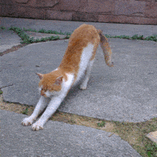 伸懒腰时的爽从哪来骨科专家的回答让人意外