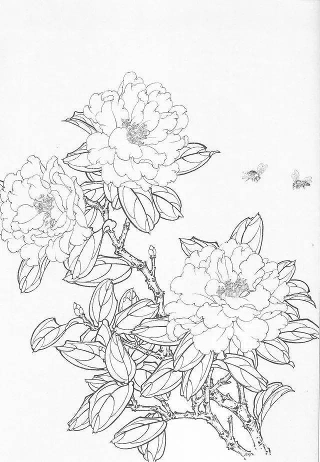 国画教程工笔画茶花画法及茶花白描画谱