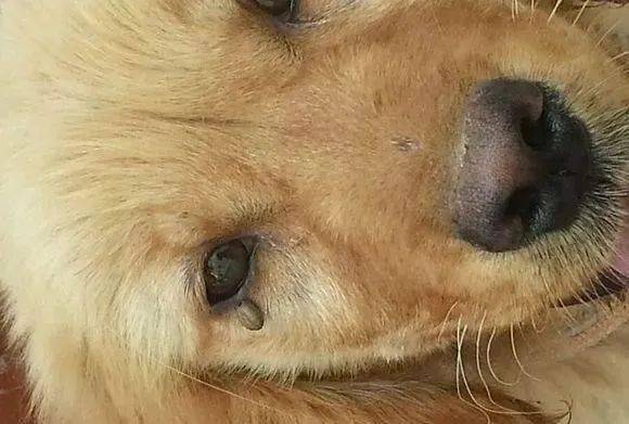 狗狗对主人不依不挠,细看它眼睛,主人心跳如麻!