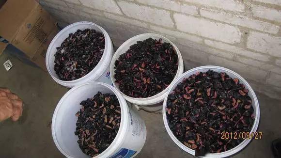 葵潭人以前常吃这种特产,现在较少了!