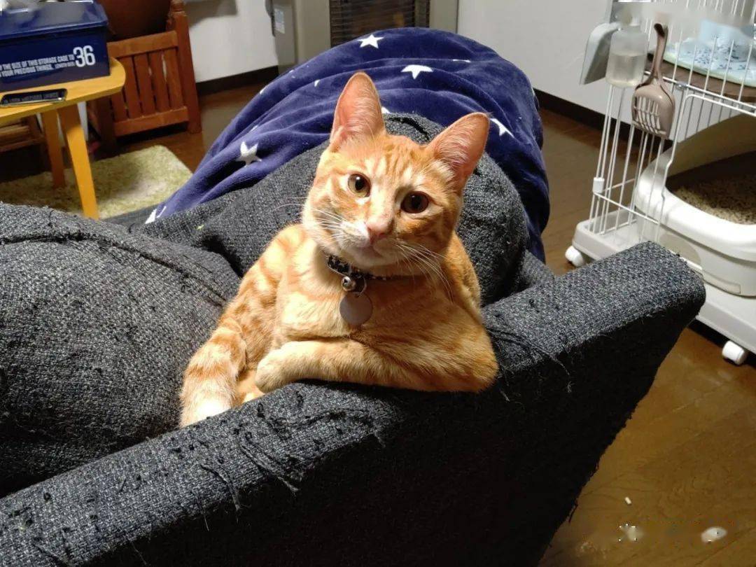 橘猫坐沙发严肃注视:来吧!聊聊
