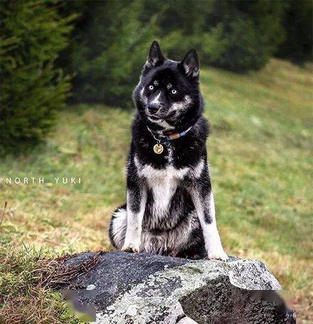 养一只纯黑哈士奇是种怎样的体验?颜值简直逆天,美爆了!