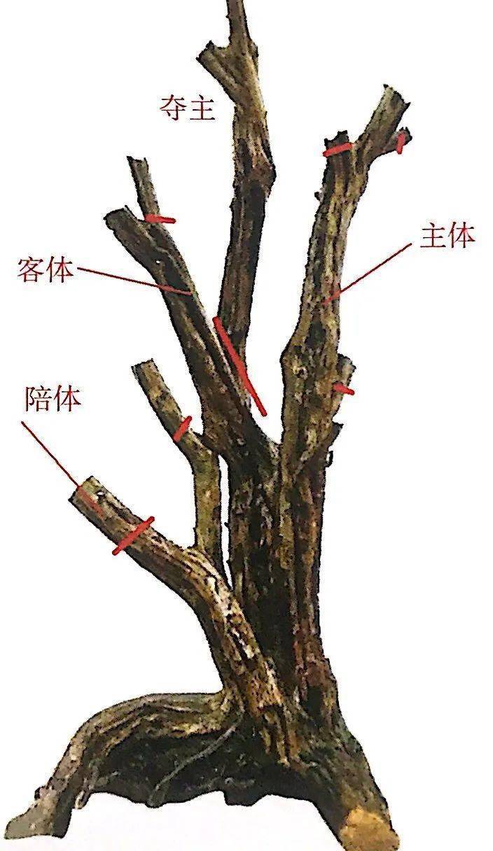 雀梅粗枝拿弯图解图片