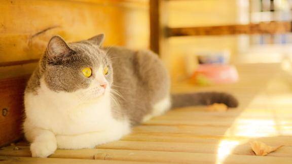 观复猫云朵朵梳毛记小公举秒变话痨