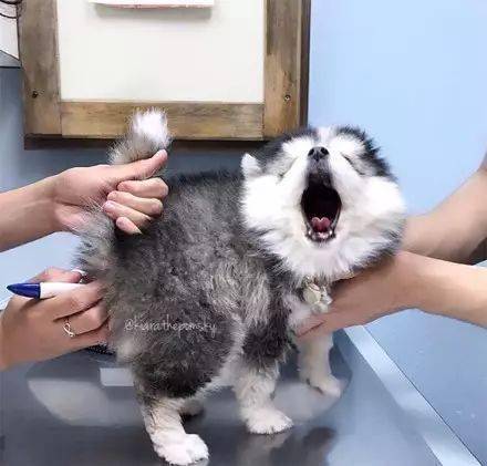 狗狗第一次被爆菊花这表情笑喷了