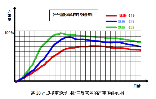 蛋鸡的一生是产蛋的一生.