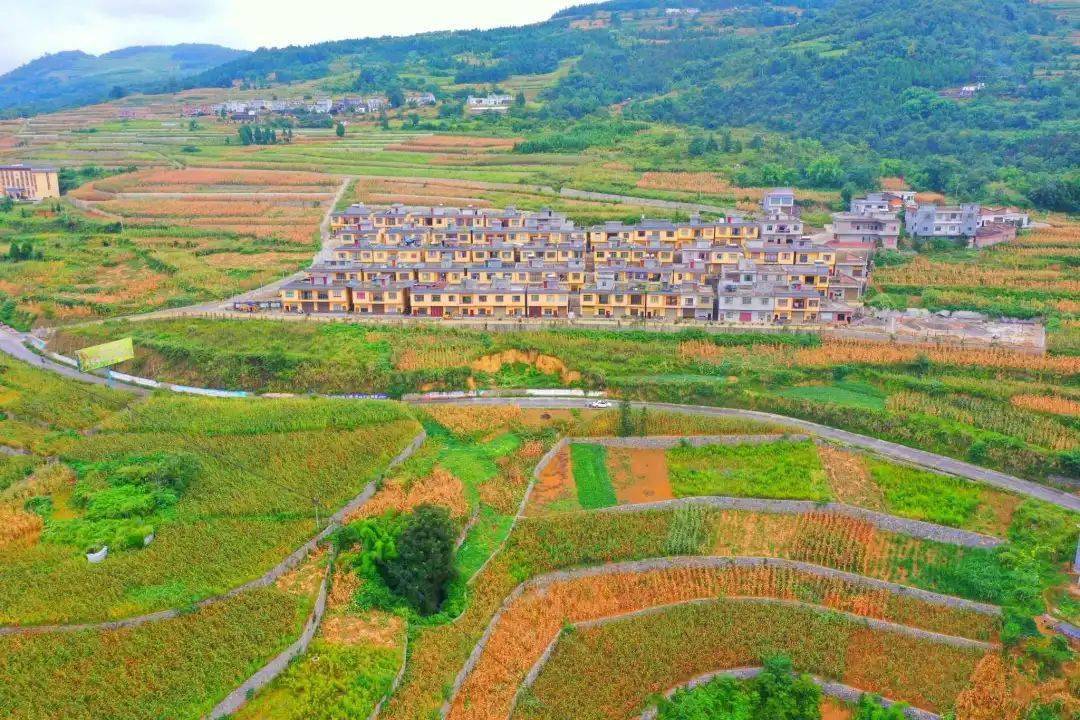 丰收啦古蔺这儿6430亩高粱垂红穗籽粒饱满