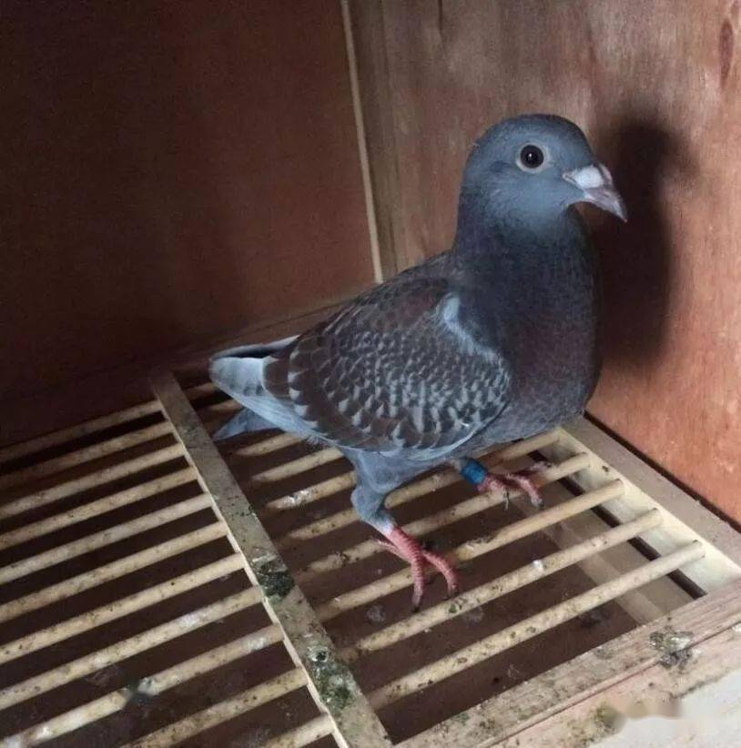 特别漂亮羽色红雨点家族,你家有吗?